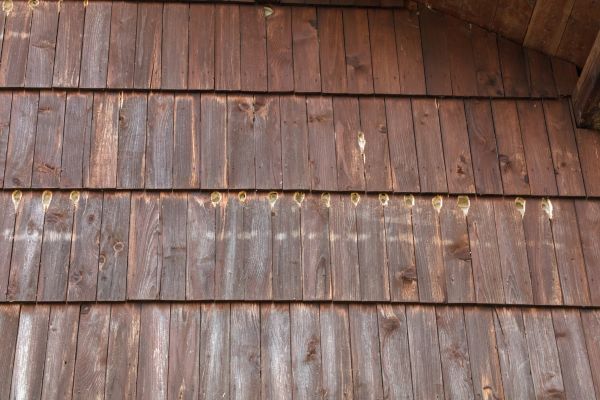 Woodpecker Hole Filling in Athens