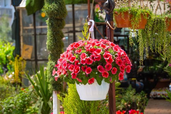 Hanging Planter Installation in Athens